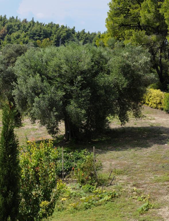 Olivos Villa Sani Sani  Bilik gambar